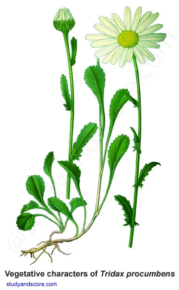 Asteraceae, vegetative characters, tridax procumbens, compositae family